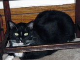 Cuda hiding under the chair