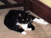 Cuda relaxing in the dining room