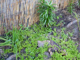 New bed beneath maple tree