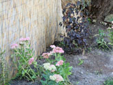 New bed beneath maple tree