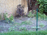 New bed beneath maple tree