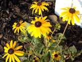 Black Eyed Susans