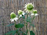 Lime and Coconut Coneflowers