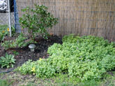 Dead nettle ground cover beneath stand of maples