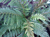 Japanese Painted Fern