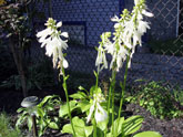 Hosta