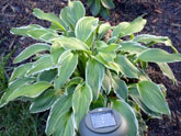 Another hosta