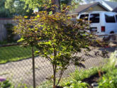 Japanese Maple