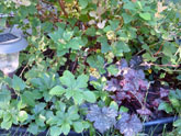 Pachysandra and Heuchera beneath Darts Gold Ninebark