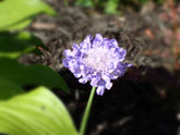 Pretty blue/purple flower (forget name)