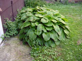 Huge overgrown hosta