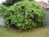 Huge overgrown lilac